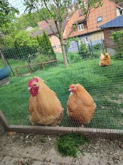 Násadová vejce Orpington