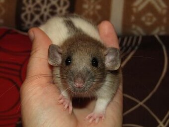 Potkánci dumbo, rex, obláčkový efekt, s výpisem předků