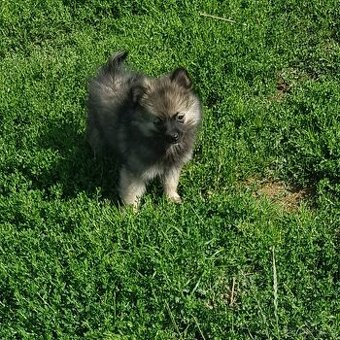 Špic trpasličí /Pomeranian