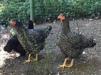 Amroks