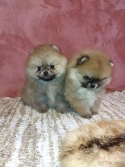 Pomeranian