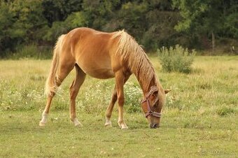 Hříbě sportovní pony