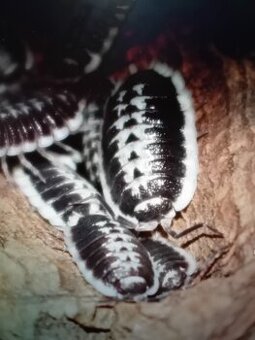 Prodám vzácnější Isopody