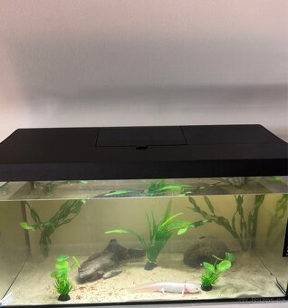 Axolotl + akvárium
