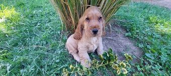 Anglický kokršpaněl