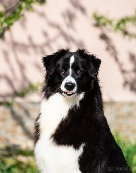 Australský ovčák dospělá samice