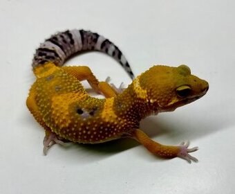 Gekončík noční 1.0 Tangerine