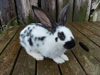 Německý obrovitý strakáč x Rex dalmatinský