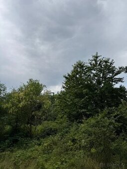 Prodej lesních pozemků v k.ú. Kočín