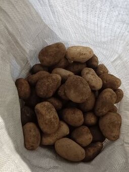 Prodám brambory na uskladnění