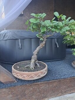 Bonsaj,bonsai Olše