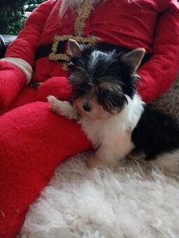 Jorkšír biewer bez pp malého vzrůstu