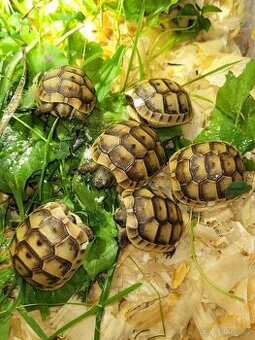 Želva žlutohnědá