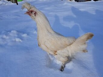 Kohout Pavlovky, Pavlovská slepice - 1