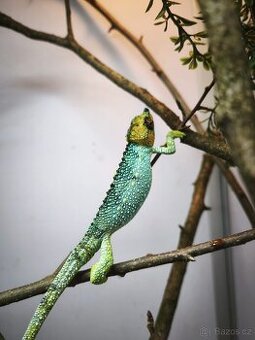 Chameleoni Furcifer pardalis, Trioceros jacksoni a jiné ...