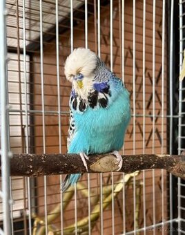 Koupím 2 samce výstavní andulky