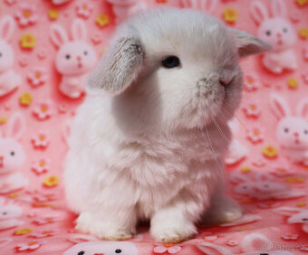 NHD zakrslí beránci samečci