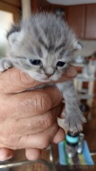 Britská kočička whiskas s PP