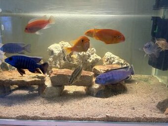 Prodám akvarijní ryby – cichlidy (Malawi)