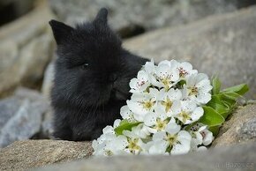 Zakrslý králík - černý