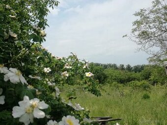 Prodej zahrady 518 m² Židlochovice