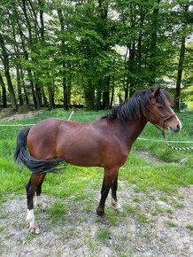 Welsh Part-Bred