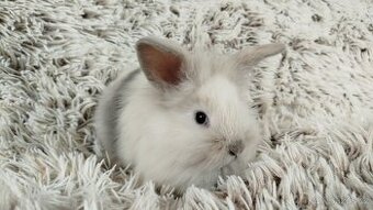 Zakrslý králík, králíček, králík - (lvíček)-VIKY