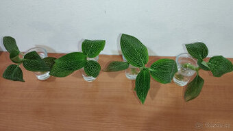 Ludisia Discolor Alba ( jewel orchid )