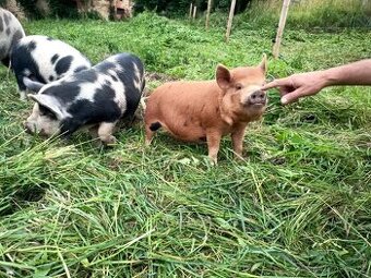 Prasátka kune kune