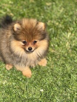 Pomeranian s PP