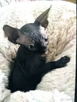 Kanadský Sphynx koťata bez PP již k odběru