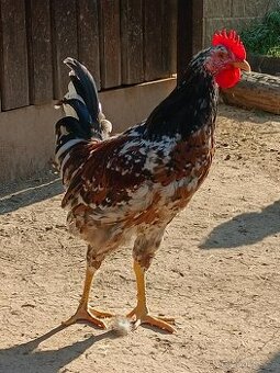 švédská květina - kohout