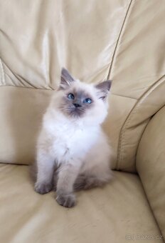 Ragdoll kočička Blue colorpoint