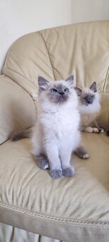 Ragdoll kočička Blue colorpoint