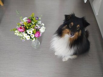 Sheltie Pes s PP - nabídka krytí