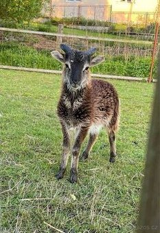Ovce soay jehně