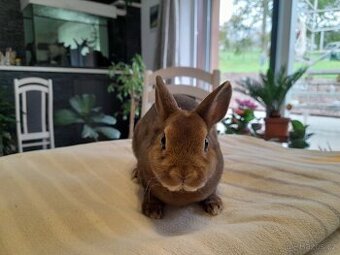 Zakrslý kastorex - miminko