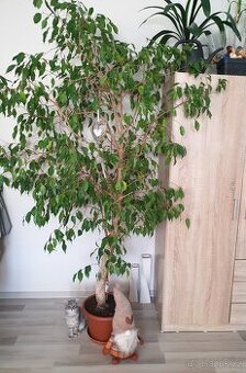 Ficus Benjamin 180-2m