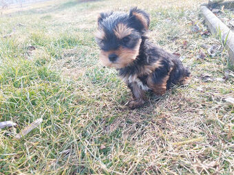 Jorkšírský teriér