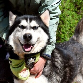 PUMA K ADOPCI - přátelský hasky