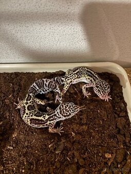 Gekončík noční – 2 samičky Mack Snow (8/2025)