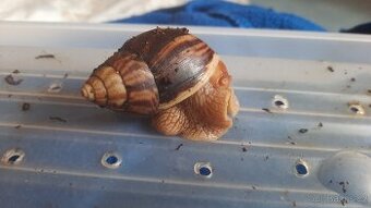 Oblovka všežravá neboli africký šnek