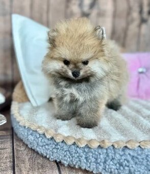 Pomeranian kluci