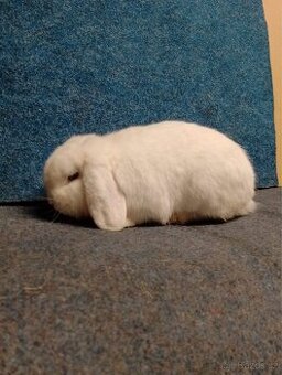 Zakrslý beran bílý modrooký