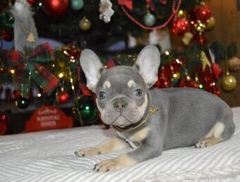 Francouzský buldoček s pp