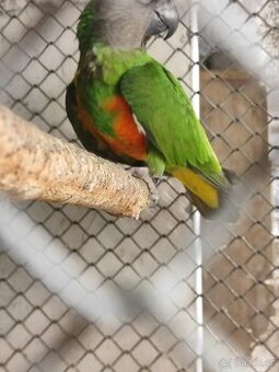 Papoušek senegalský