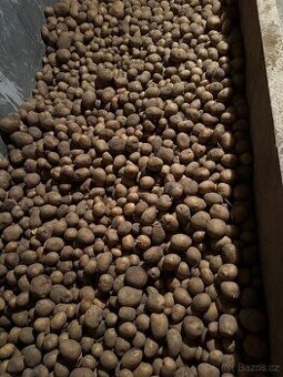 Prodám brambory