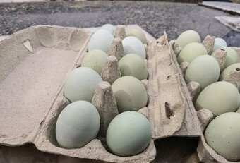 Vajíčka do líhně ,araukana ......