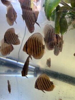 Terčovci-terčovce-terčovec-discus