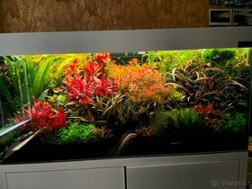 Akvarijní rostlinky z prostřihu - 1